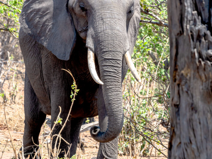 Safari-Afrika, Elephant, Botswana