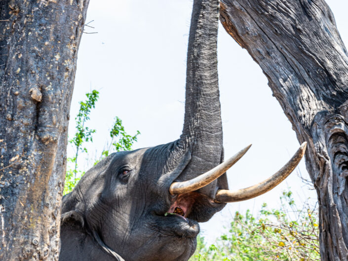 Safari-Afrika-Elephant, Botswana