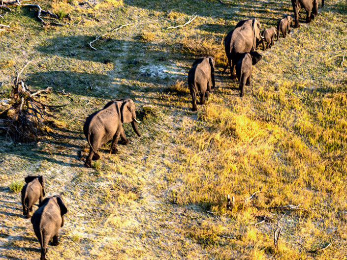 South Africa, Elepants
