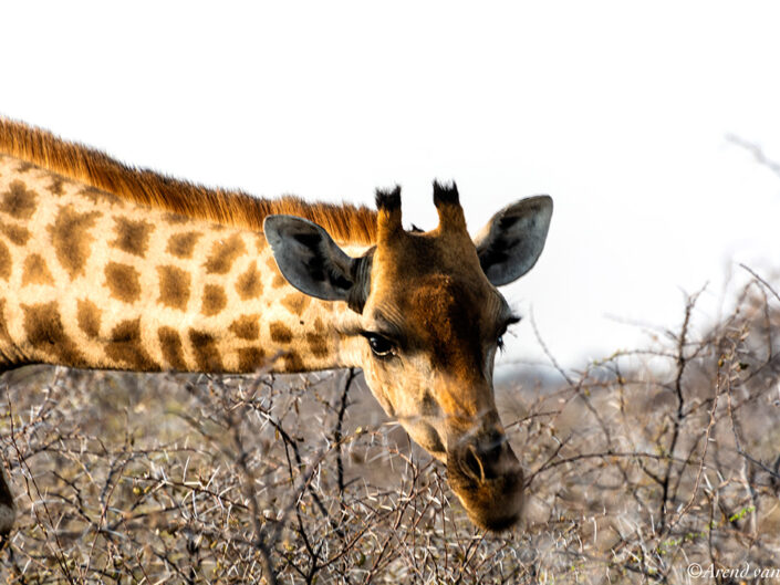 Africa, Botswana, Giraffe