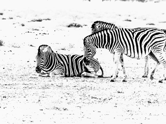 Africa, Botswana, Zebra