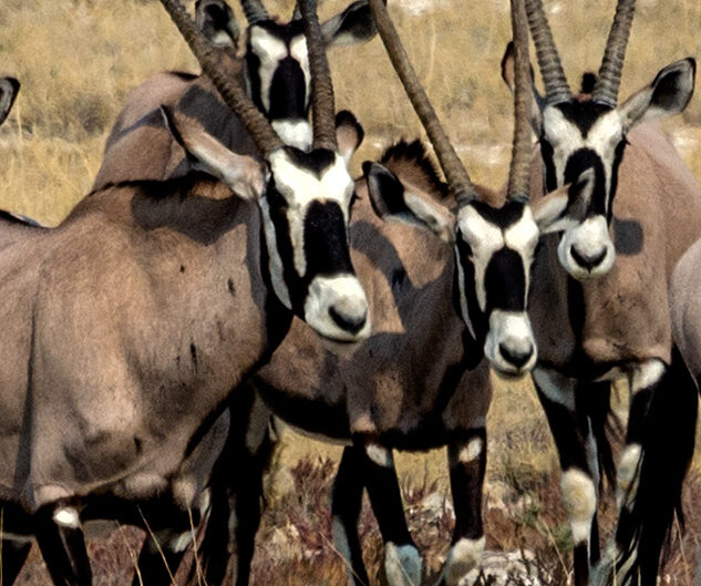Africa, Botswana, Oryx