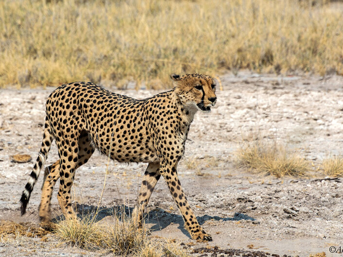 Africa, Namibia, Ethosa park, Cheetah