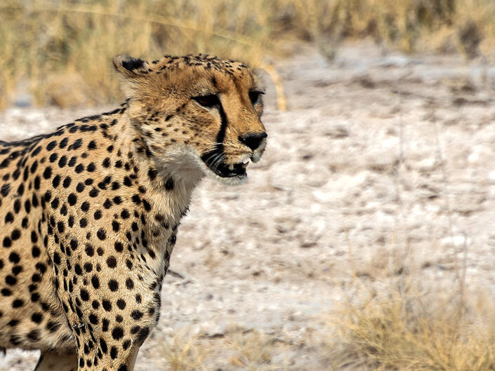 Africa, Namibia, Ethosa park, Cheetah