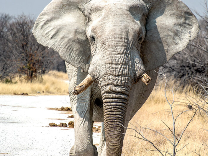 Africa, Botswana, Elephant Bull