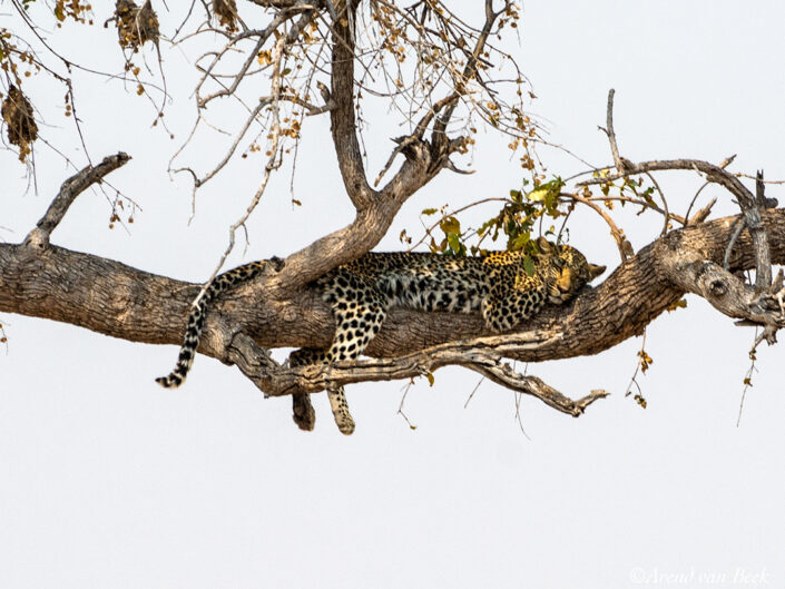 Africa, Namibia, Ethosa park, Leopard