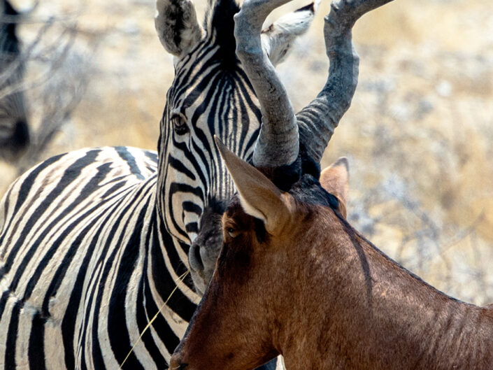 Africa, Namibia, Zebra