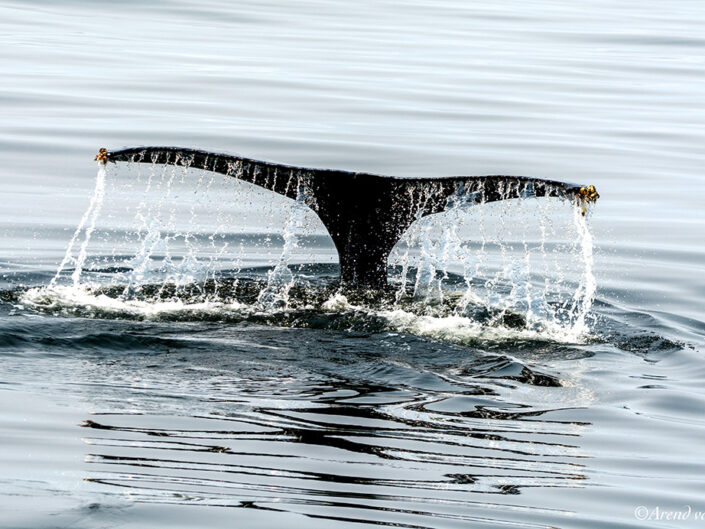 Africa, Namibia, Walvisbay, Whale fin