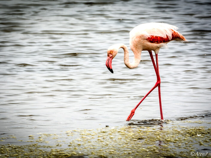 Africa, Namibia, Walvisbay, Flamingo