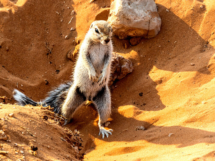 Africa, Namibia, Bushmen Farm, Ground Squirrel