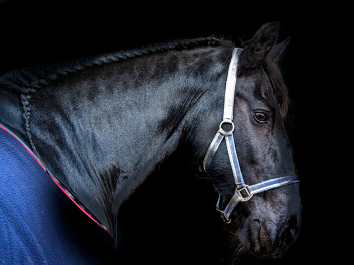 Friesian Horse, Photography